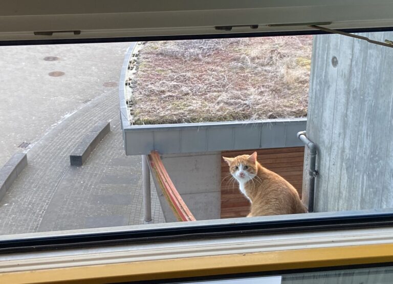 Eine verirrte Katze